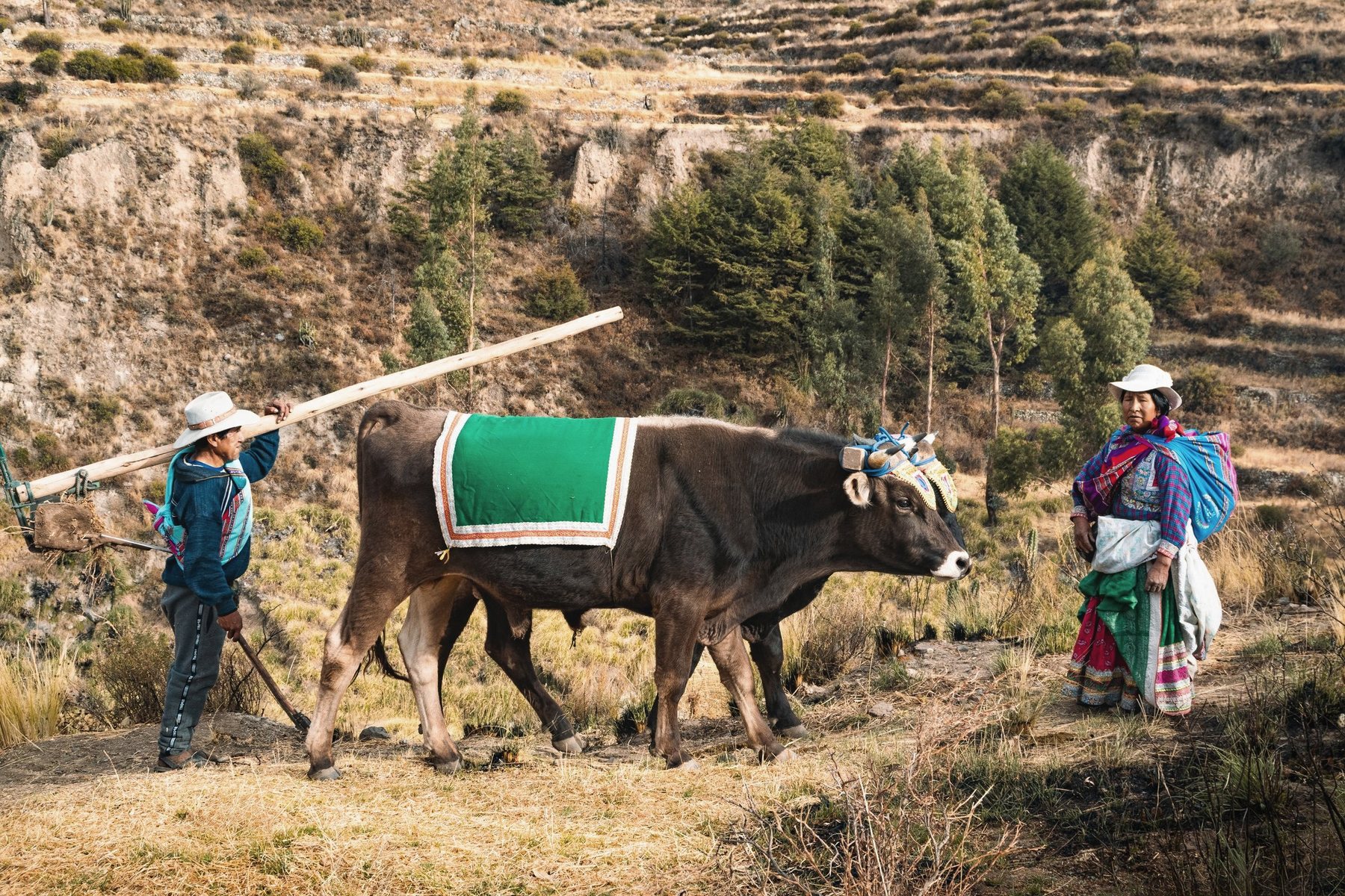 Two people working a field with a pair of oxen in the Andean highlands