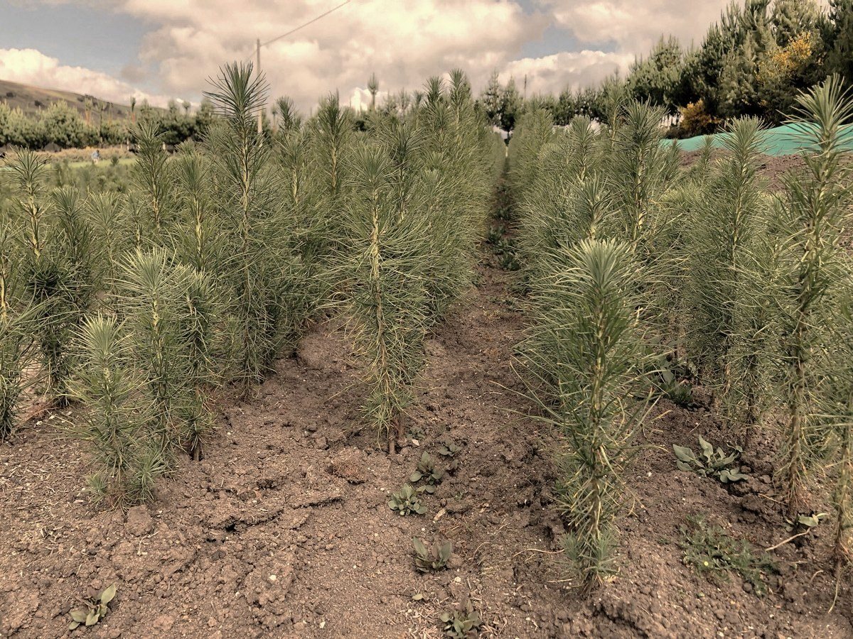 Rows of young trees planted on an Andean hillside